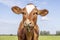 Cow calf cute and calm red with white, friendly and calm expression, adorable furry