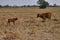 A cow and calf in a dry landscape.