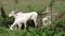 Cow and calf eating grass