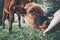 Cow calf eating from man hand