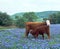 Cow Calf in Field Blue Bonnets