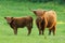 Cow and calf on flowered meadow. Scottish highland cattle with long horns and long wavy fur. Bio agriculture. Bio farming.