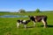 Cow and calf graze on a meadow at the summer