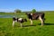 Cow and calf graze on a meadow at the summer