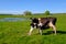 Cow and calf graze on a meadow at the summer