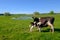 Cow and calf graze on a meadow at the summer