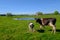 Cow and calf graze on a meadow at the summer