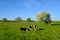 Cow and calf graze on a meadow at the summer