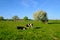 Cow and calf graze on a meadow at the summer