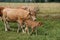 Cow and calf grazing