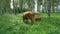 Cow and calf grazing on green grass