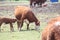 Cow & Calf Hereford Calf at Udder