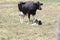 Cow & Calf Holstein in Field