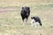 Cow & Calf Holstein in Field