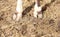 Cow calf hooves standing in straw pasture