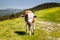 Cow Calf Loitering on Green Pasture Meadow