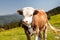 Cow Calf Loitering on Green Pasture Meadow