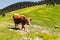 Cow Calf Loitering on Green Pasture Meadow