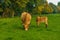 Cow with calf on a meadow grazing_North Rhine-Westphalia_Germany