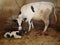 Cow calf. Mom & animal baby. The mother cow licks the newborn calf to clean it, motherhood. The first moments of birth, new life,