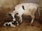 Cow calf. Mom & animal baby. The mother cow licks the newborn calf to clean it, motherhood. The first moments of birth, new life,