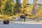 Cow and Calf Moose in Autumn in the Snake River in Wyoming