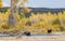 Cow and Calf Moose in Fall in the Snake River in Wyoming