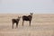 Cow and Calf Moose in Prairie Saskatchewan Canada