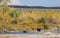 Cow and Calf Moose in Wyoming in Autumn