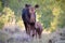 Cow and Calf On The Move. Shiras Moose of The Colorado Rocky Mountains