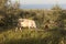 Cow and calf between olive trees with blue sea in the background