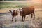 Cow and calf in a picturesque meadow. Full size