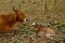 A cow and a calf, resting on the field