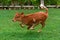 Cow Calf Running and jumping in ground