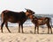 Cow and calf on the sandy beach, Goa