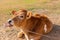 Cow calf setting in field