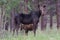 Cow and Calf. Shiras Moose of The Colorado Rocky Mountains