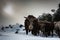 Cow and calf - Snow scenery