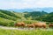 Cow and calf spends the summer months on an alpine meadow in Alps. Austrian cows on green hills in Alps. Alpine