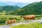 Cow and calf spends the summer months on an alpine meadow in Alps. Many cows on pasture. Austrian cows on green hills in