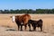 Cow and calf standing in brown pasture