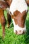 Cow calf standing in a field with green grass. Farming concept.