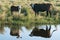 A cow with a calf is standing on the shore of a reservoir. Cows are reflected in the water. Louisiana, USA