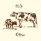 Cow and calf standing side view, hand drawn doodle, sketch, vector illustration