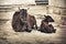 Cow and calf on the street. India, Udaipur