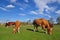 Cow and the calf on a summer pasture.