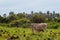 Cow and calve grazing on a green meadow in sunny day. Farm animals.