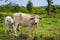 Cow and calve grazing on a green meadow in sunny day. Farm animals.