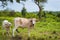Cow and calve grazing on a green meadow in sunny day. Farm animals.