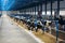 Cow calves in a stall eat food on a dairy farm. Agriculture. Livestock
